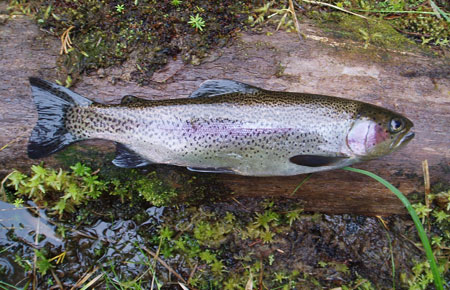 Rainbow trout. Photo credit ADF&G.